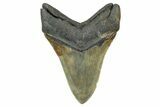 Serrated, Fossil Megalodon Tooth - South Carolina #371764-2